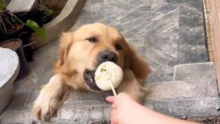 يا صغيري الذهبي، حان وقت الإفطار، أحضرت لك بعض الزلابية.