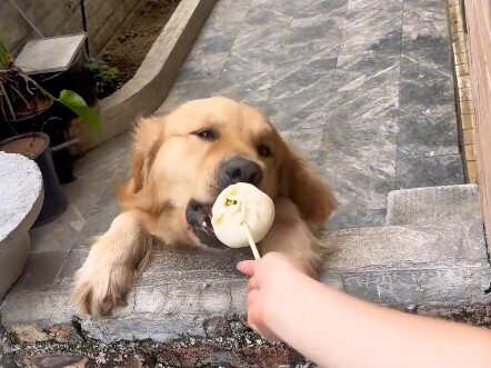 小金毛，吃早餐了，给你带了几个包子呢。