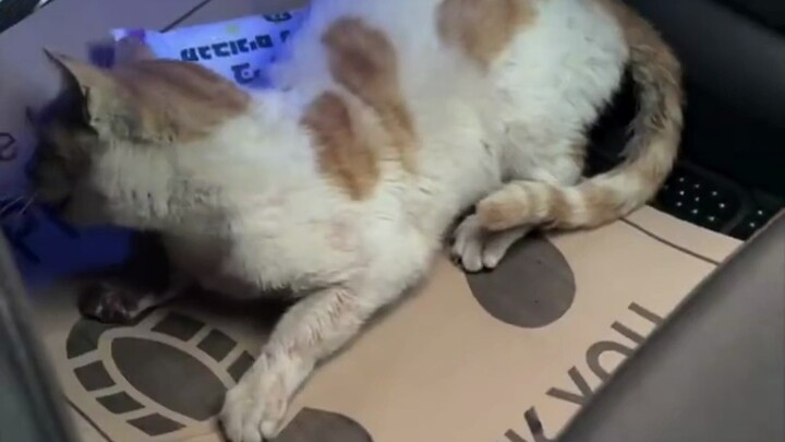 Such a poor female cat... 😭😭😭