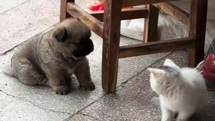 Kucing dan anjing kecil yang baru saja dibeli nenek