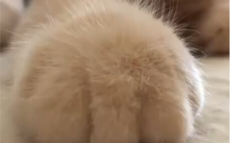 This furry rua!!!!!!