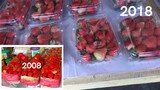 New Strawberry Packaging in La Trinidad (Not BAGUIO) Benguet