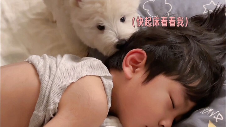 Lén tặng con trai một chú cún nhỏ