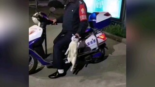 The thief who stole food deliveries at school has been found!