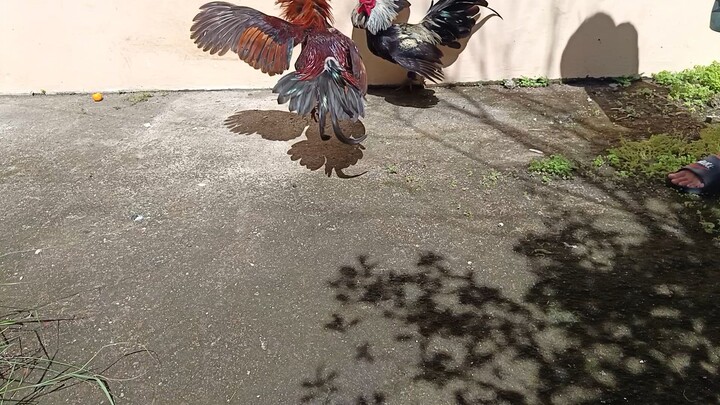 McLean Hatch VS Melsim Grey