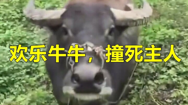 Sapi imut penuh kegembiraan, mengantarkan tuannya pergi