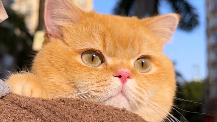 I found another cat again—everyone, come help me pick a name!