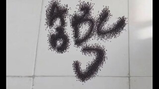 利用蚂蚁传输答案