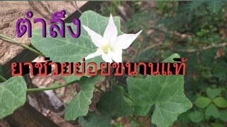 ผักตำลึง สรรพคุณทางยาที่คุณไม่ควรมองข้าม สูตรยาช่วยย่อยอาหาร/โดยฮอยไทยอีสาน