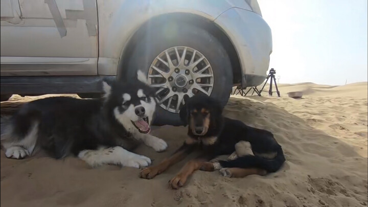 【Pet】Bango and April are starting to get along