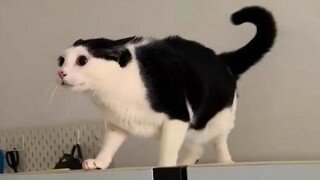 If you don't watch it for a day, you will feel uncomfortable! Funny video collection Douban score 26