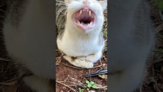 KUCING ANEH KERJAANYA MUTAR-MUTAR