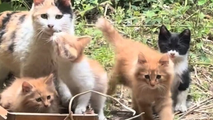 Không có chuyện bất ngờ, toàn là sự cố