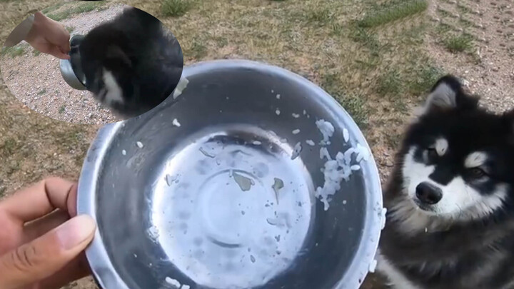 [Animals]Cute dogs crazy for food