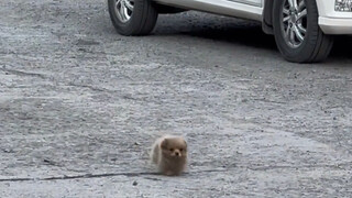 它真的好小啊，看到的第一眼就好喜欢