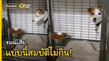 รมณ์เสีย วางแบบนี้สมบัติไม่กิน! | Dog's Clip
