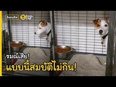 รมณ์เสีย วางแบบนี้สมบัติไม่กิน! | Dog's Clip