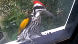 Apa yang menarik dari Woodpecker, si burung pelatuk?