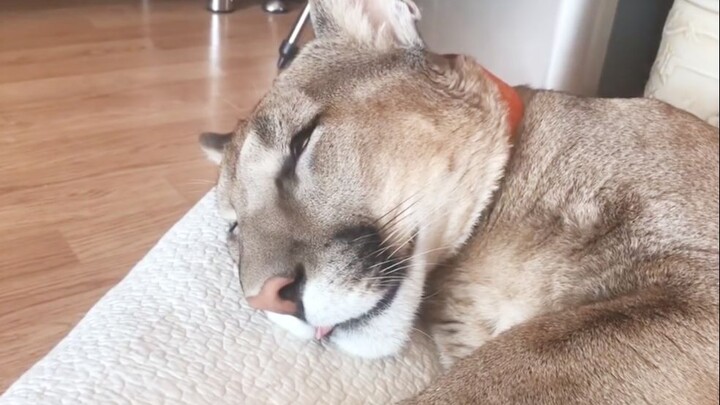 Look at the puma’s little tongue as it sleeps—Mom’s move is just too cruel!