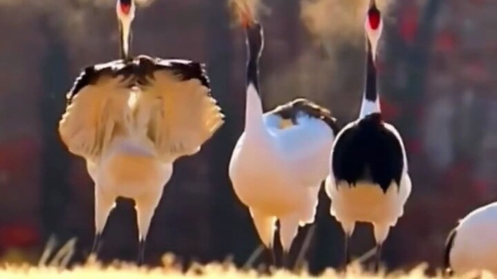 Burung-burung ini benar-benar ajaib!