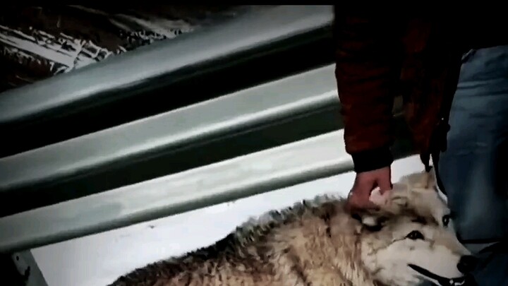 Internet-famous Wolf: Humble origins are no shame; only those who can bend and stretch are true men.