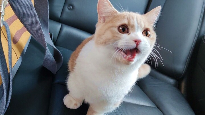 Mama pergi ambil paket! Kucing gemuk Kabao panik berputar-putar di dalam mobil~