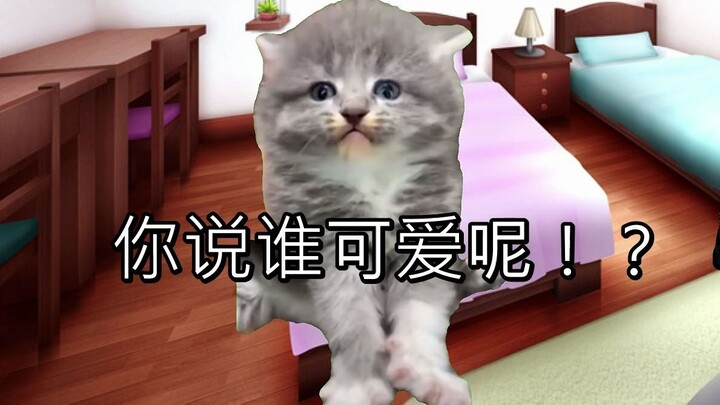 [Cat meme] Hiệu trưởng trường trung học cơ sở bị đánh đập dã man và chiếm được trái tim của bạn cùng