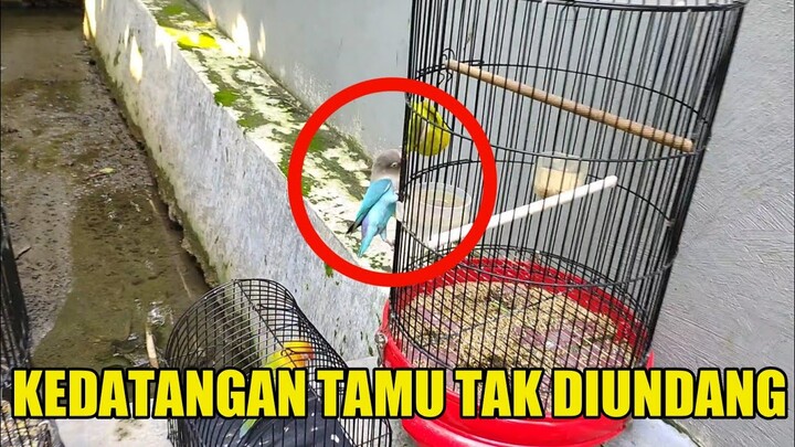 LOVEBIRD MURAH || BANYAK YANG DILEPASIN