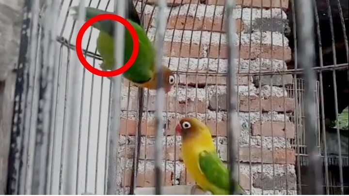 ciri ciri burung lovebird nglemak / apakah bisa nelor dan produksi