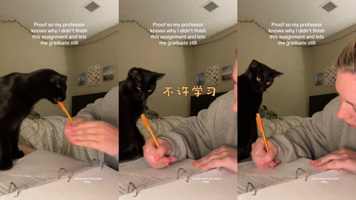 Đây là lý do vì sao tôi chưa làm xong bài tập: