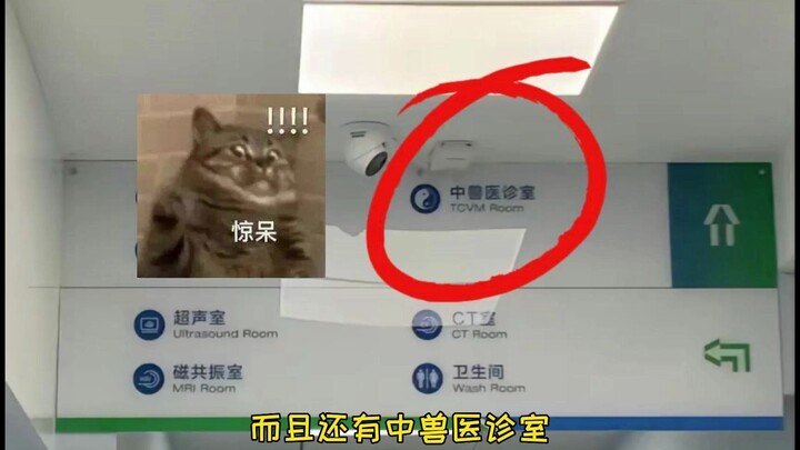 هل توجد طبّ صيني في مستشفى الحيوانات الأليفة؟