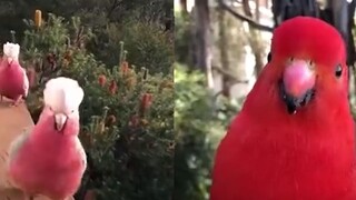 Got stuck! After a netizen got to know a parrot, various birds came to visit his family every day.
