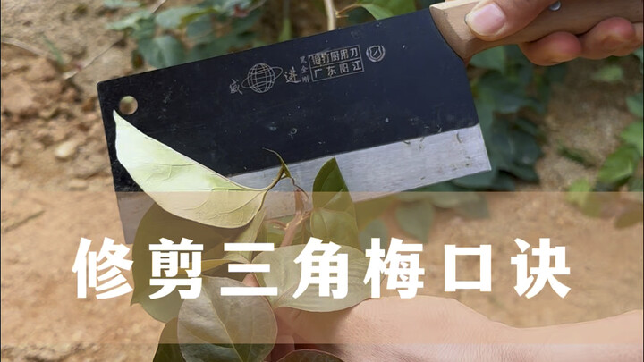 Pruning Bougainvillea: Many People Get the First Step Wrong