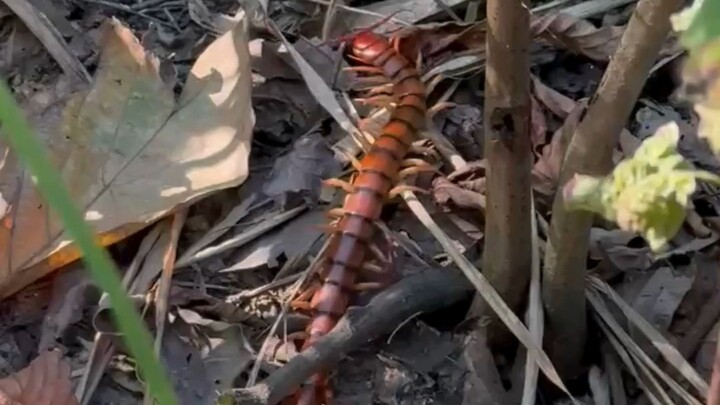 Centipede at  andharaja