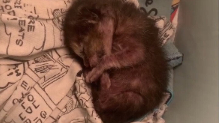 What It’s Like to Hand-Raise an Abandoned Stray Cat Until It Turns One Month Old