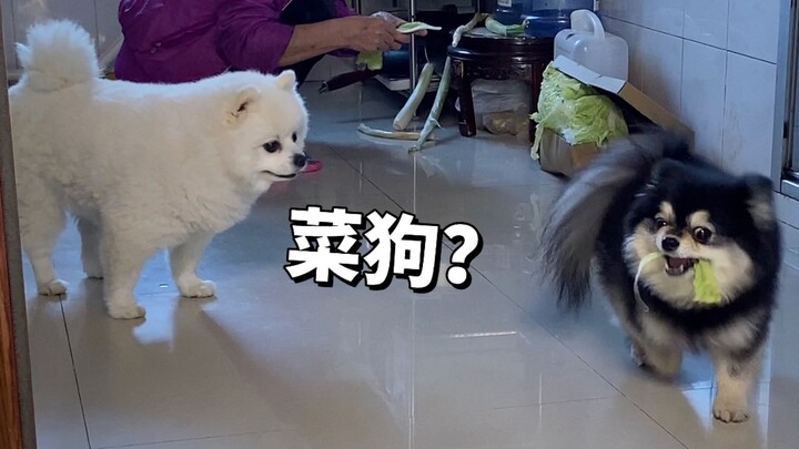 What’s the reaction when a meat-eating dog first meets a plant-eating dog?