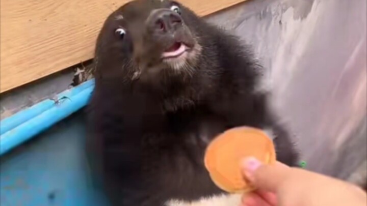 Dafu is so afraid of accidentally biting someone when he eats—so very much like a little kid.