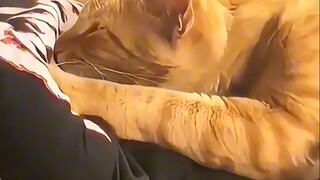 Are all cats' hands dishonest?