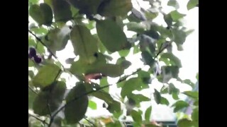 Java Plum Tree (Duhat)