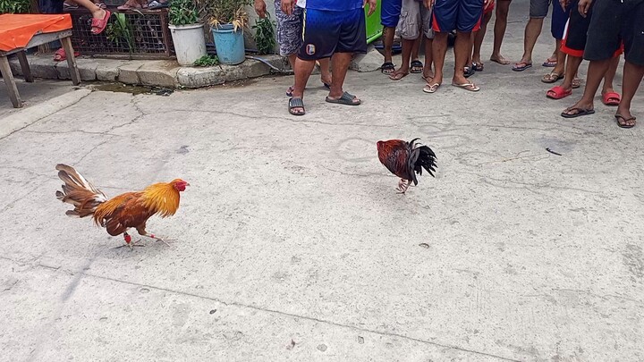 mga baldog