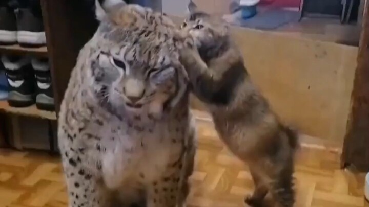 Lynx: Kamu juga bisa memanggilku Mimi