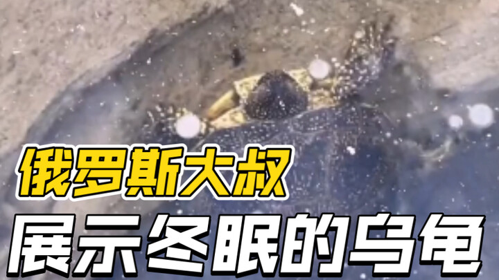 Russian Uncle Shows Hibernating Turtle