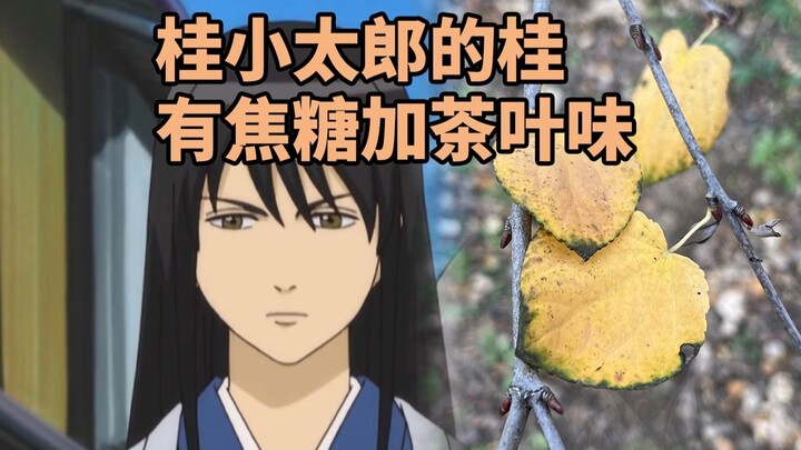 ชื่อ “กุ้ย” ของกุ้ยเสี่ยวถาร์ไม่ได้มาจากดอกหอมหรือ? แล้วมันมาจากอะไรกันแน่?