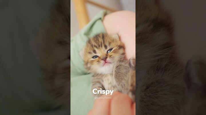 😍 Baby Cat Crispy Sleeps in My Arms Like a Baby - #luckypaws #funny #cute