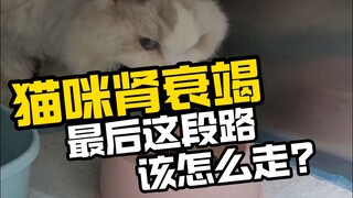 Cat has kidney failure, what should it do in the final stage of its journey?