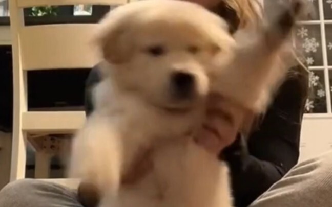 Anak anjing imut menemanimu menyambut Tahun Baru!