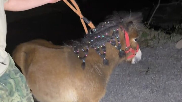 Two more fierce new recruits have joined the dog farm in western Henan: a bona fide miniature horse 