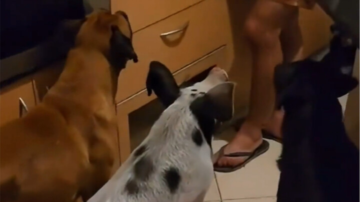 Babi kecil Wangi tumbuh besar dengan menyusu dari anjing, namun siapa sangka setelah dewasa ia justr