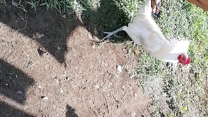 White hatch vs pumpkin sweater