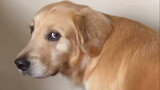 [Satwa] [Dog Person] Jangan mengajari anjing cara menekan bel